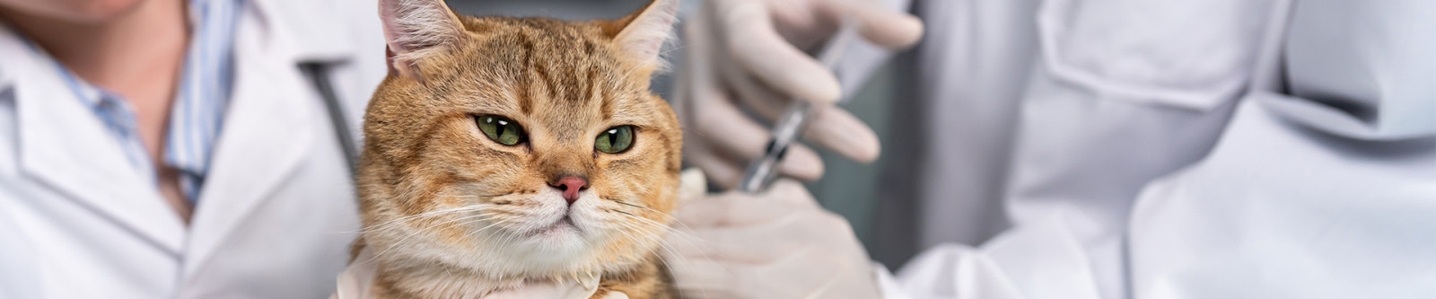 NPI - Website - Animal Health 02 - 1920x400.jpg